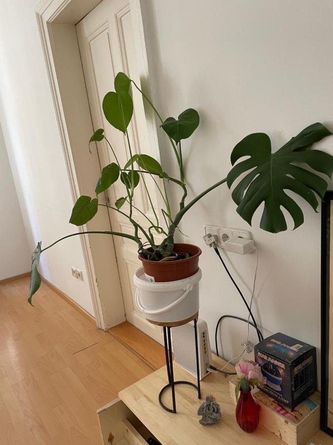 City Apartment And Rooms 维也纳 外观 照片
